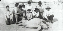 Dead sea turtle found on the shore photographed with men kneeling behind it. Photo is in black and white. 